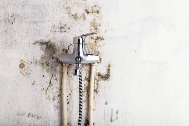 Professional Mold Remediation in Brownlee Park, MI