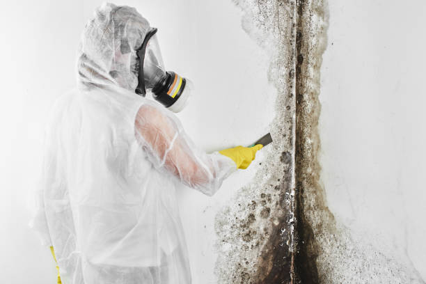 Best Mold Testing and Inspection Services in Brownlee Park, MI