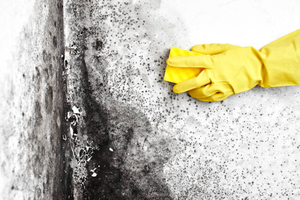 Best DIY Mold Remediation Support Services in Brownlee Park, MI