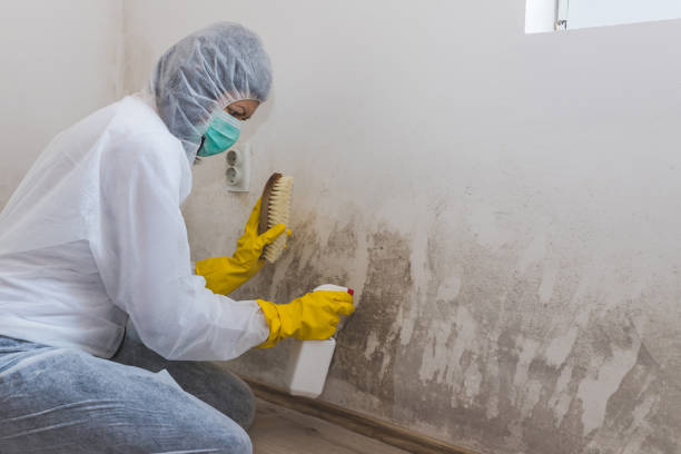 Best HVAC Mold Remediation in Brownlee Park, MI