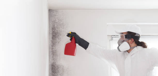 Brownlee Park, MI Mold Remediation Company
