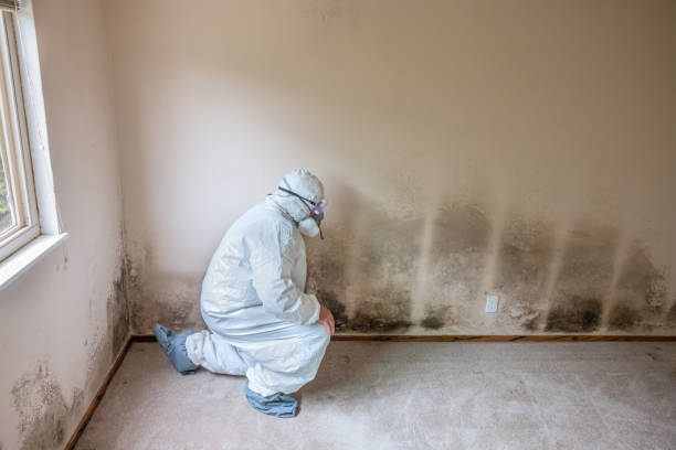 Best Crawl Space Mold Remediation in Brownlee Park, MI