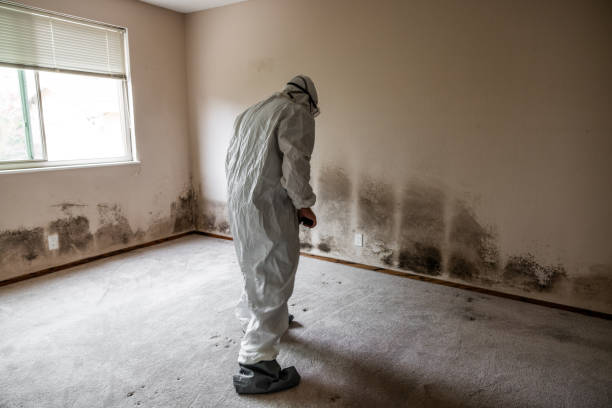 Best Mold Remediation for Schools in Brownlee Park, MI