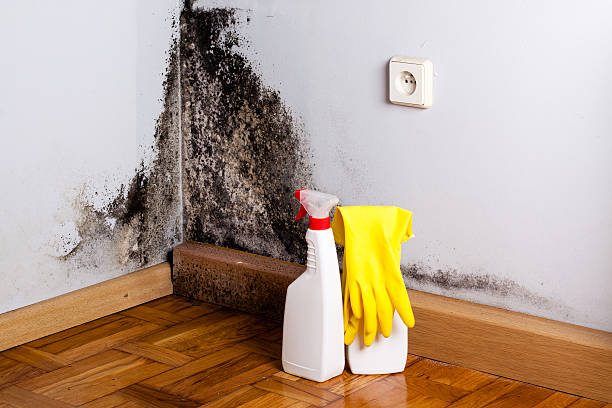 Best Attic Mold Remediation in Brownlee Park, MI